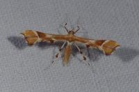 Cnaemidophorus rhododactylus