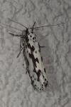 Ethmia pusiella/candidella