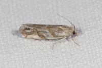 Eucosma pupillana