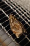Archips crataegana
