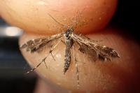 Oxyptilus