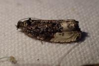 Hedya nubiferana