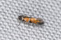 Chrysoesthia drurella