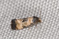 Neocochylis dubitana