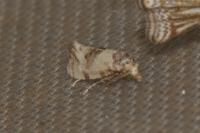 Neocochylis molliculana