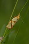 Fulvoclysia nerminae