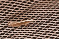 Plutella xylostella