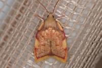 Carcina quercana
