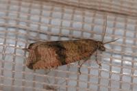 Celypha striana