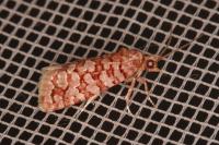 Lozotaeniodes formosana