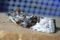 Apotomis betuletana