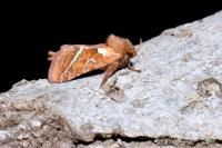 Triodia sylvina
