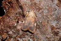 Carcina quercana