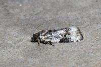 Celypha woodiana