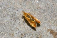 Metalampra