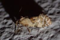 Neocochylis hybridella