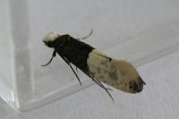 Trichophaga tapetzella
