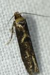 Blastobasis adustella