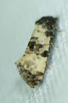 Cochylichroa atricapitana