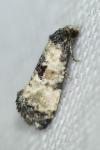 Neocochylis dubitana