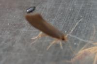 Crassa unitella