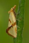 Fulvoclysia nerminae
