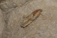 Eucosma gr. cana