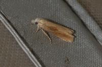 Eucosma obumbratana