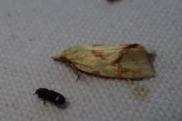 Agapeta hamana