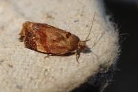 Ditula angustiorana