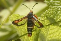 Pyropteron chrysidiforme