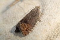 Cydia pomonella