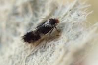 Ectoedemia