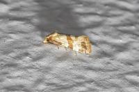 Phalonidia contractana