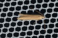 Batrachedra parvulipunctella