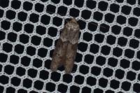 Blastobasis glandulella