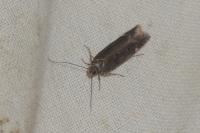 Aroga velocella
