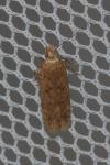 Bryotropha terrella