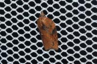 Acleris hastiana
