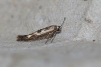 Scythris limbella