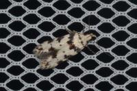 Pseudotelphusa scalella