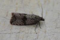 Celypha striana