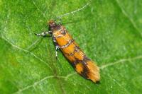 Promalactis procerella