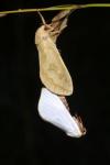 Hepialus humuli