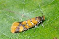 Promalactis procerella