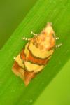 Aethes tesserana