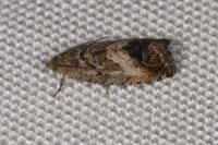 Cydia splendana
