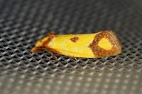 Agapeta zoegana