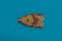Clepsis consimilana