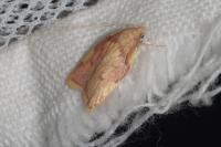 Carcina quercana